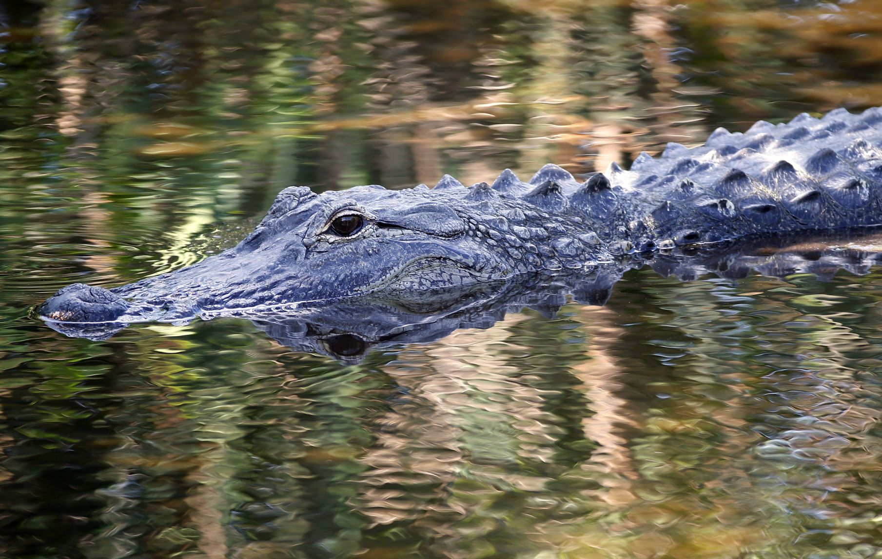 An alligator